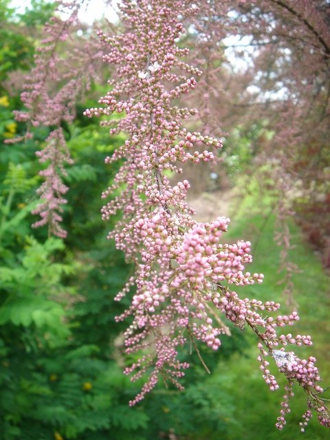 Tamarix parviflora